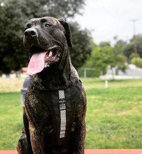 Harnessing Hope: A Guide to Harnesses for Special Needs Dogs