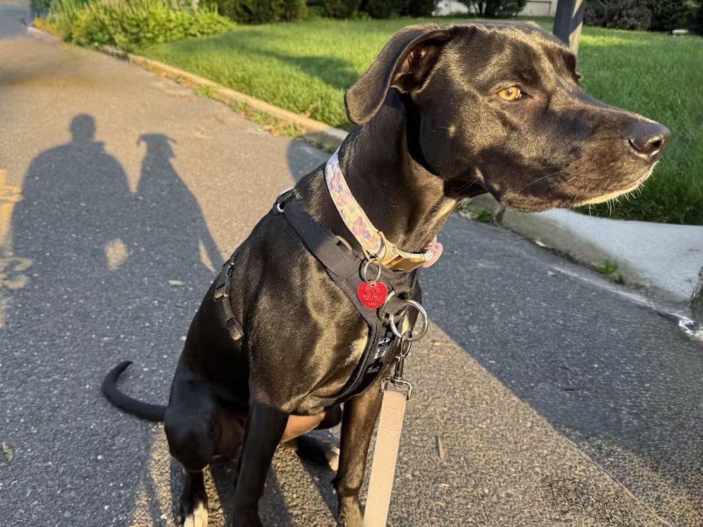 DUO 'DIRECT' No Pull Dog Harness