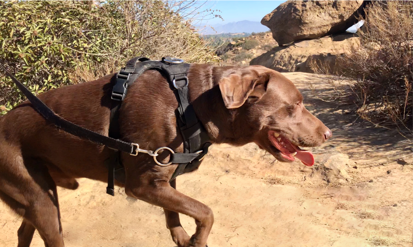 DUO 'DIRECT' No Pull Dog Harness