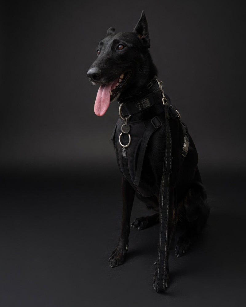 Pro Collar on dog
