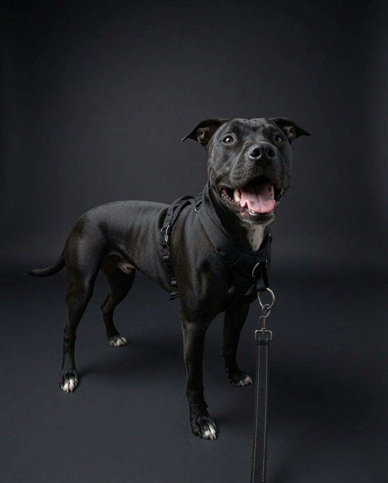 DUO 'DIRECT' No Pull Dog Harness
