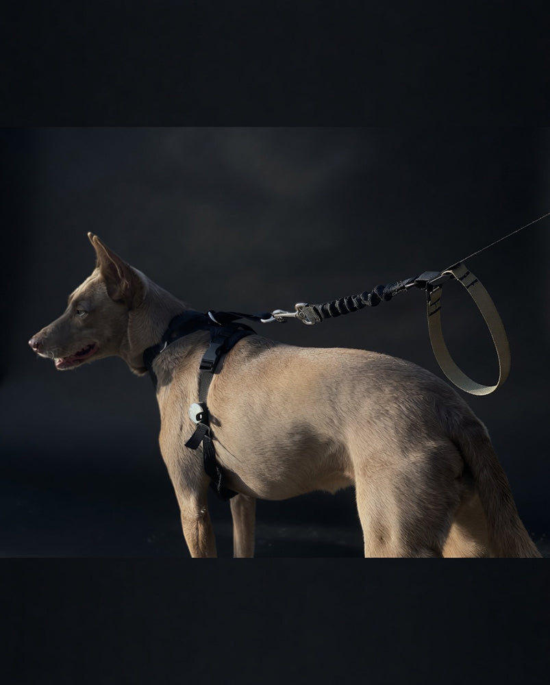 RECALL Leash in use