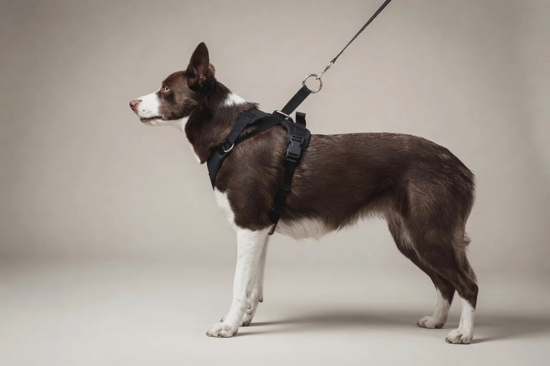 DUO Adapt harness