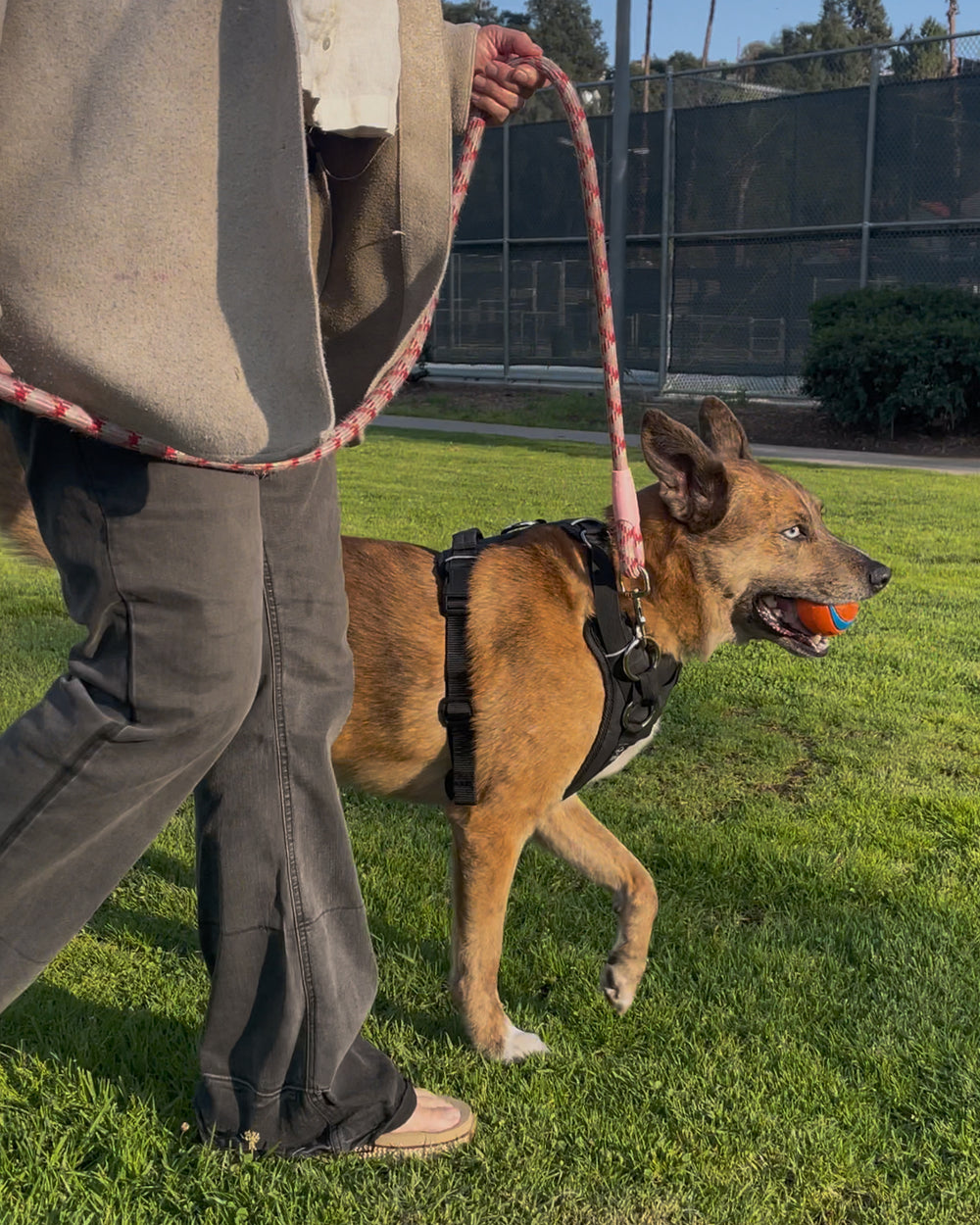 DUO Direct Essentials on dog