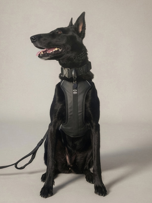 L size DUO harness