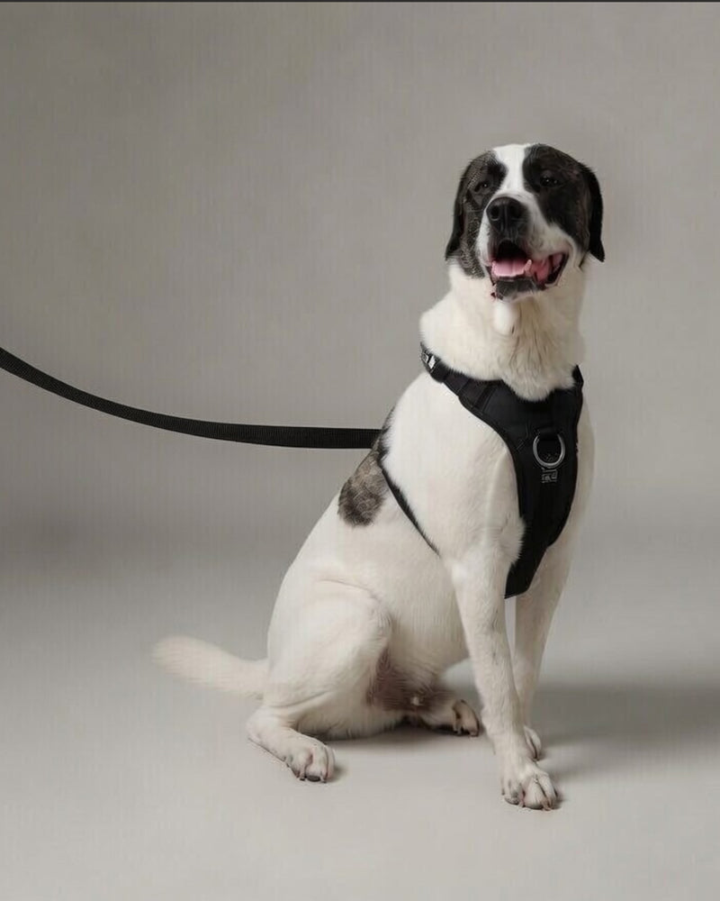 Pro Leash detail