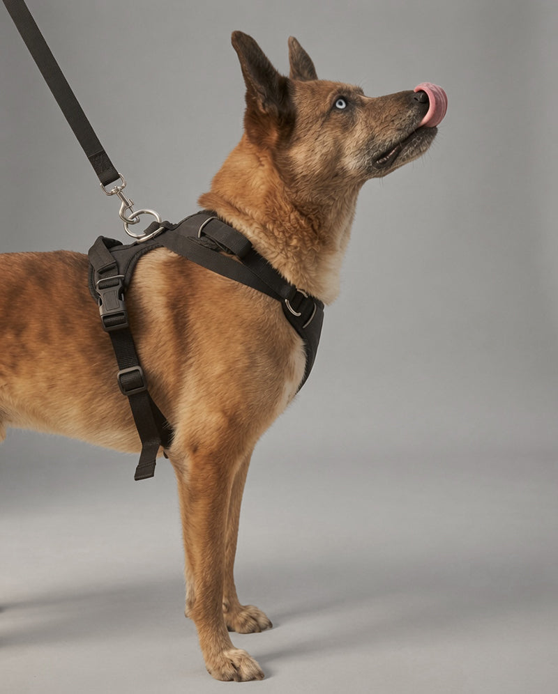 Pro Leash in use