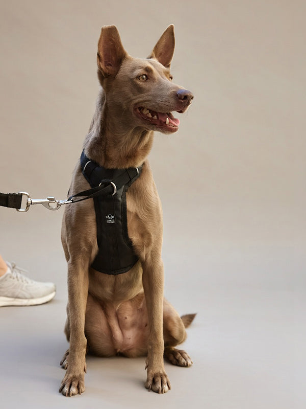 SM size DUO harness