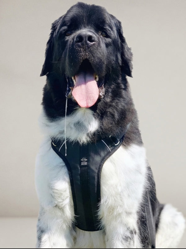 XL size DUO harness