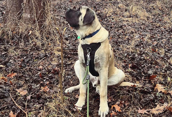 Loose Leash walking with Duo Technical Gear's DIRECT Harness