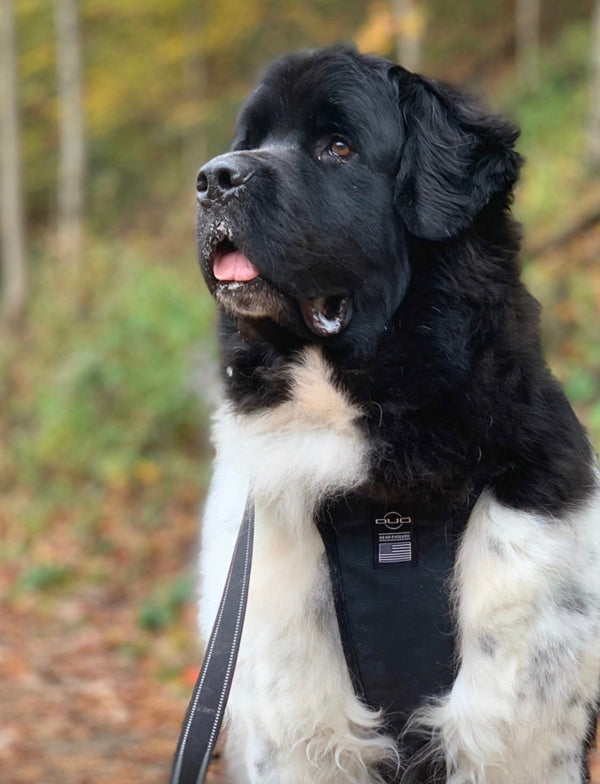 Photo of a large black and white Newfoundland breed dog sitting with a relaxed face open mouth wearing a black Duo Adapt escape-proof dog harness made in the usa with a lifetime warranty