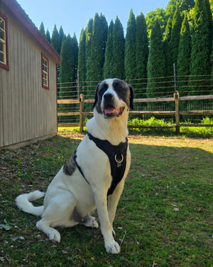 Auggie's story