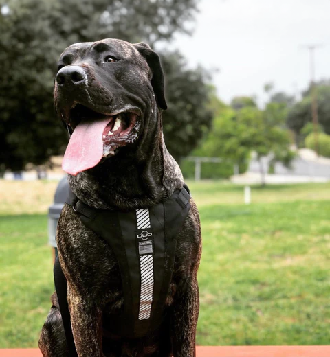 closeup picture of a sitting black dog wearing a black legacy Duo Eclipse Dog Harness with reflector stripe at a grassy field park