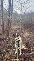 DUO 'DIRECT' No Pull Dog Harness