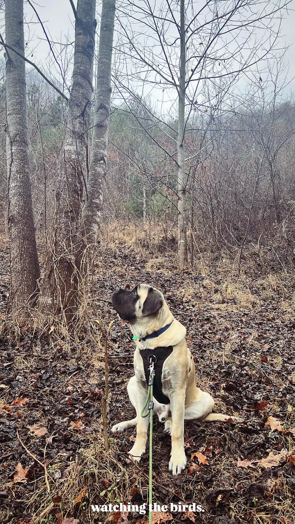 DUO 'DIRECT' No Pull Dog Harness