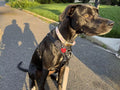 DUO 'DIRECT' No Pull Dog Harness