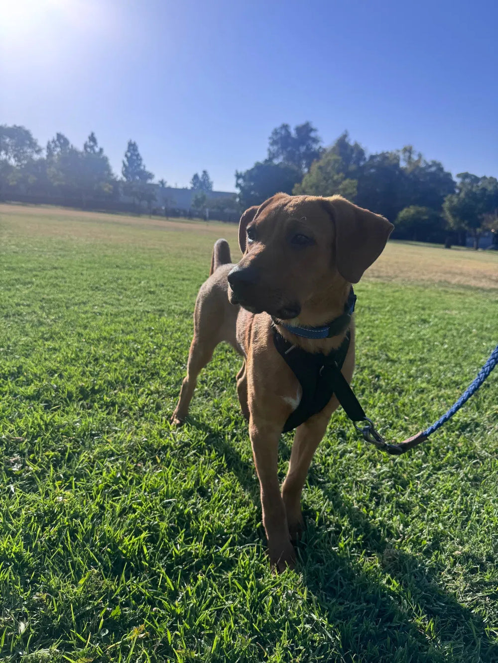 The DUO patented cinch mechanism under leash tension