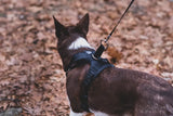 Photo of a brown and white border collie outdoors with brown leaves covering the ground wearing a Duo Adapt Escape-proof dog harness