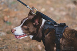Photo of a brown and white border collie outdoors with brown leaves covering the ground wearing a Duo Adapt Escape-proof dog harness and pulling backwards trying to escape from it