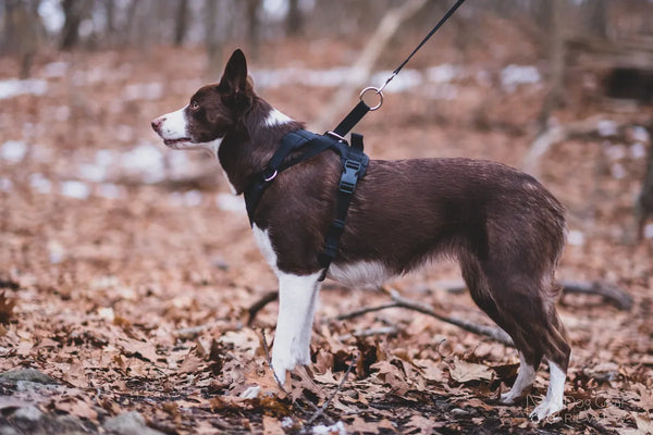 DUO 'ADAPT' No Slip Dog Harness