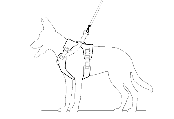 Animated GIF line drawing of a duo adapt escape-proof dog harness on a dog demonstrating patented cinching action