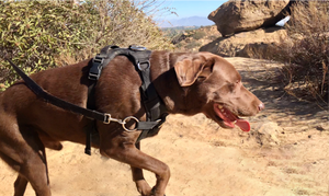 DUO 'DIRECT' No Pull Dog Harness