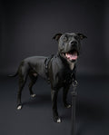 DUO 'DIRECT' No Pull Dog Harness