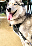 photo of a large Siberian Husky on a so-cal beach shore pier wearing a black Duo Direct no-pull escape-proof dog harness made in the USA with a lifetime warranty