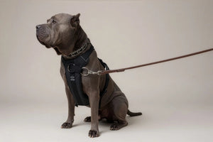 Dog wearing a harness on a white background