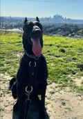 DUO 'DIRECT' No Pull Dog Harness
