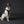 DUO 'ECLIPSE' Adventure/Car Harness