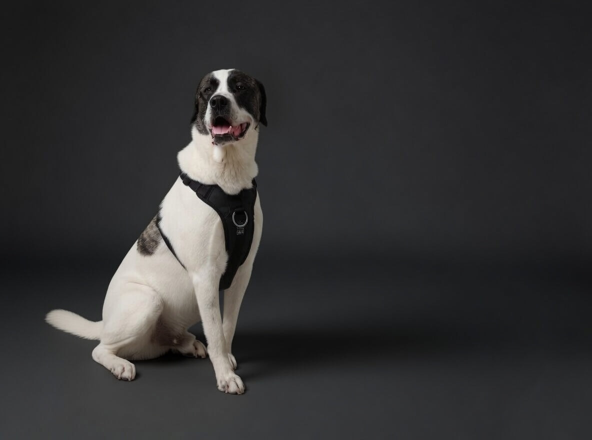 DUO 'ECLIPSE' Adventure/Car Harness