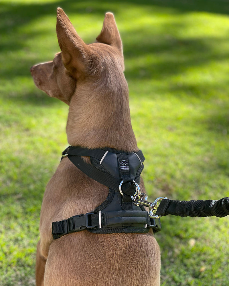 DUO Adapt Essentials on dog