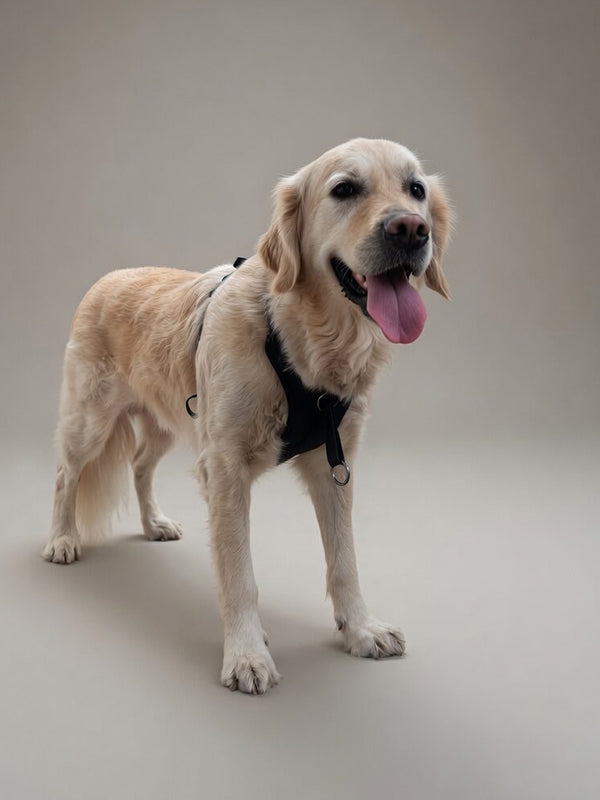 M size DUO harness