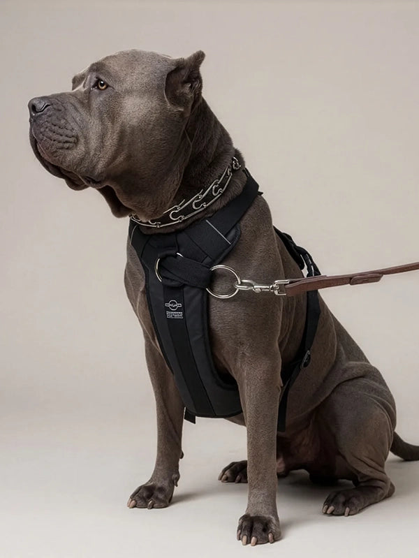 XXL size DUO harness