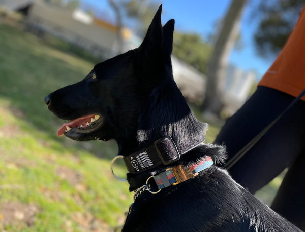 DUO 'American' Dog Collar