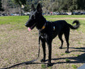 DUO 'DIRECT' No Pull Dog Harness