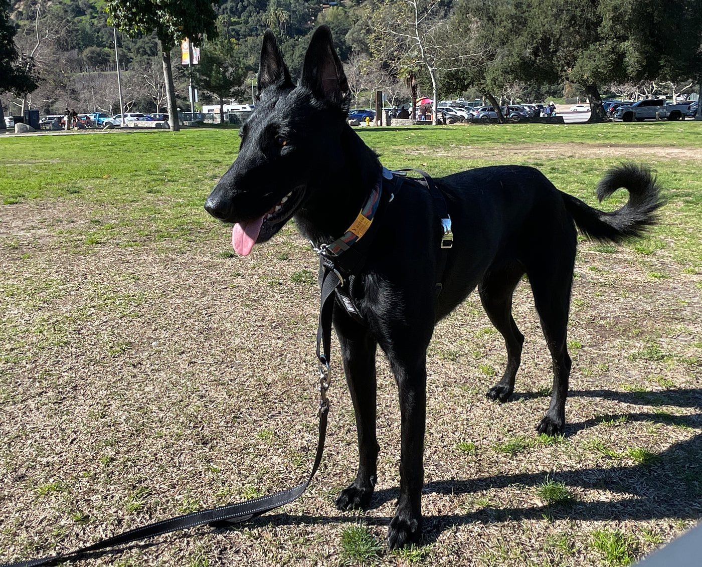 DUO 'DIRECT' No Pull Dog Harness