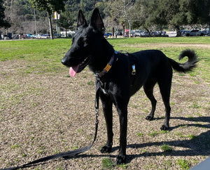 DUO 'DIRECT' No Pull Dog Harness