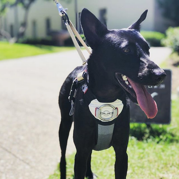 Non slip dog harness hot sale