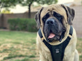 dog,dogs,k9,canine,pups,made,hound,control,secure,running,bag,belt,collar,leash,harness,duo,gear,escape,proof,escape-proof,proof,patent,patented,pull,slip,anti,adaptive,adapt,direct,fit,safety,safe,humane,tech,technology,cinch,technical,USA,equipment