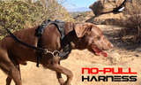 photo of a brown chocolate lab on a so-cal hot day hike wearing a black Duo Direct no-pull escape-proof dog harness made in the USA with a lifetime warranty