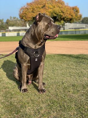 dog,dogs,k9,canine,pups,made,hound,control,secure,running,bag,belt,collar,leash,harness,duo,gear,escape,proof,escape-proof,proof,patent,patented,pull,slip,anti,adaptive,adapt,direct,fit,safety,safe,humane,tech,technology,cinch,technical,USA,equipment