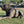 Large Mastiff laying on grass wearing a Duo Adapt escape-proof security dog harness and Duo dog collar