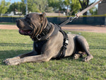 Large Mastiff laying on grass wearing a Duo Adapt escape-proof security dog harness and Duo dog collar