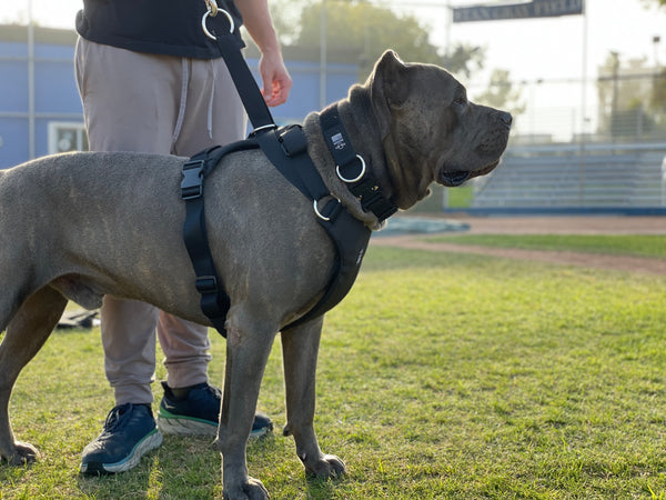 dog,dogs,k9,canine,pups,made,hound,control,secure,running,bag,belt,collar,leash,harness,duo,gear,escape,proof,escape-proof,proof,patent,patented,pull,slip,anti,adaptive,adapt,direct,fit,safety,safe,humane,tech,technology,cinch,technical,USA,equipment