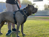 Large Mastiff standing on grass field wearing a Duo Adapt escape-proof security dog harness and Duo dog collar