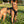 Photo of a tan brown pariah dog standing on a grass field wearing a Duo Direct No-pull Escape-proof dog harness made in the usa with a lifetime warranty