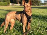 Photo of a tan brown pariah dog standing on a grass field wearing a Duo Direct No-pull Escape-proof dog harness made in the usa with a lifetime warranty