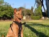 Photo of a tan brown pariah dog sitting on a grass field wearing a Duo Direct No-pull Escape-proof dog harness made in the usa with a lifetime warranty
